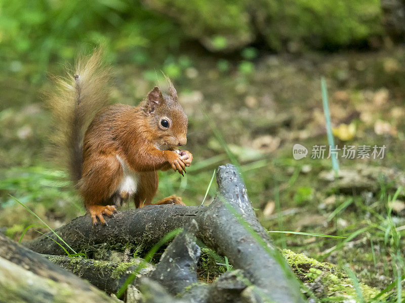 苏格兰红松鼠(Sciurus vulgaris)